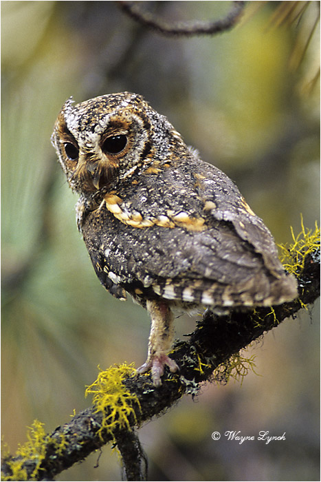 Flammulated Owl 101 by Dr. Wayne Lynch &copy;